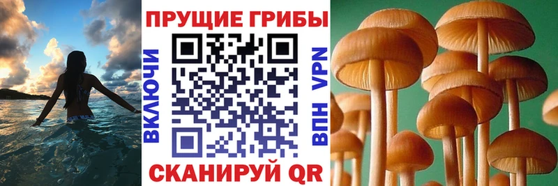 Галлюциногенные грибы MAGIC MUSHROOMS  цена наркотик  Новозыбков 